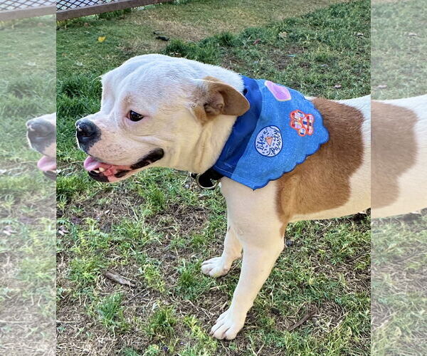 Medium Photo #3 Bull-Boxer Puppy For Sale in Phoenix, AZ, USA