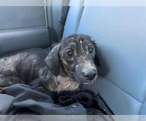 Dachshund-Unknown Mix Dogs for adoption in Grand Prairie, TX, USA