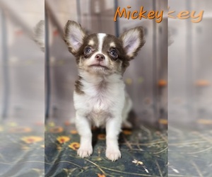 Chihuahua Puppy for sale in HOMERVILLE, GA, USA