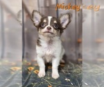 Image preview for Ad Listing. Nickname: Mickey