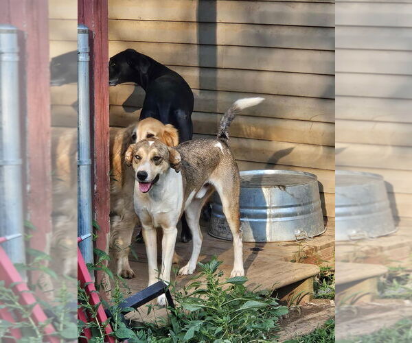 Medium Photo #11 Australian Shepherd-Great Dane Mix Puppy For Sale in Bullard, TX, USA