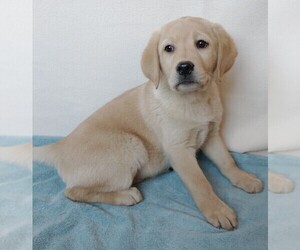 Labrador Retriever Puppy for sale in CALIENTE, CA, USA