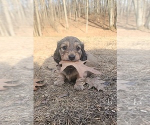 Dachshund Puppy for sale in SAND LAKE, MI, USA