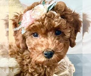 Father of the Goldendoodle (Miniature) puppies born on 11/15/2023
