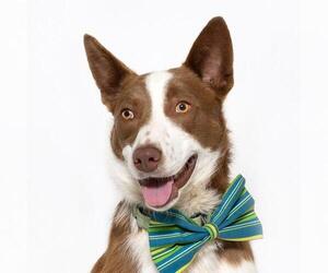 Border-Aussie Dogs for adoption in Santa Maria, CA, USA