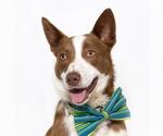 Small Border-Aussie