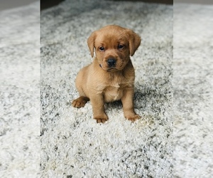 Labrador Retriever Puppy for sale in STEVENS, PA, USA
