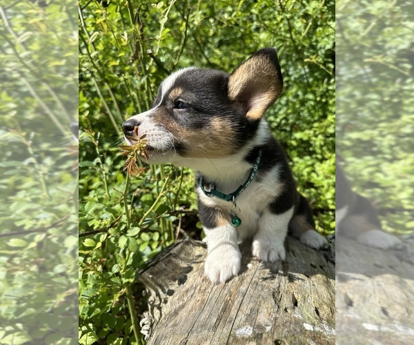Medium Photo #48 Pembroke Welsh Corgi Puppy For Sale in PERKINSVILLE, VT, USA