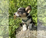 Small Photo #48 Pembroke Welsh Corgi Puppy For Sale in PERKINSVILLE, VT, USA