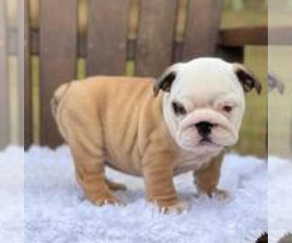 Medium Photo #1 Bulldog Puppy For Sale in EDEN PRAIRIE, MN, USA