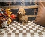 Small #2 Cavapoo (Miniature)