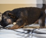 Small Photo #4 German Shepherd Dog-Siberian Husky Mix Puppy For Sale in LOS GATOS, CA, USA