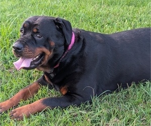 Mother of the Rottweiler puppies born on 09/03/2025