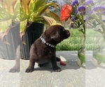 Small #9 Labrador Retriever