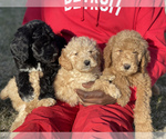 Small #12 Goldendoodle-Poodle (Standard) Mix