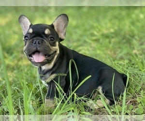 French Bulldog Puppy for sale in BROOKLYN, NY, USA