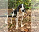 Small #2 Treeing Walker Coonhound