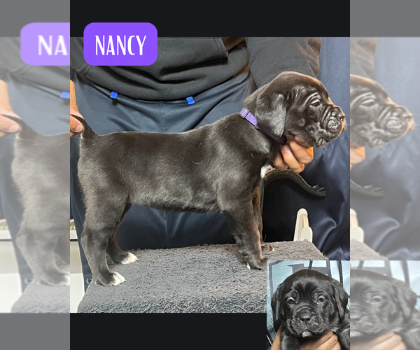 Medium Photo #7 Cane Corso Puppy For Sale in MOUNT MORRIS, MI, USA