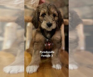 Pyredoodle Puppy for sale in GLENFIELD, NY, USA