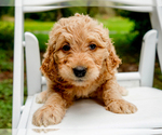 Small Photo #3 Goldendoodle Puppy For Sale in ASHFORD, WA, USA