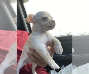 Chihuahua Puppy for sale in AUSTIN, TX, USA