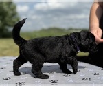 Small Photo #28 Goldendoodle Puppy For Sale in HOWARD CITY, MI, USA