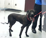Small Labrador Retriever