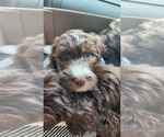Small Aussiedoodle