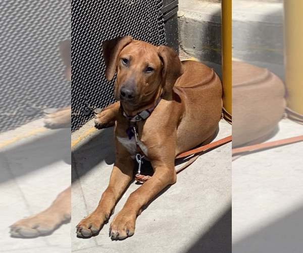 Medium Photo #7 Rhodesian Ridgeback Puppy For Sale in RIVERSIDE, CA, USA