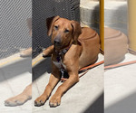 Small #6 Rhodesian Ridgeback
