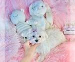 Small #3 Maltese