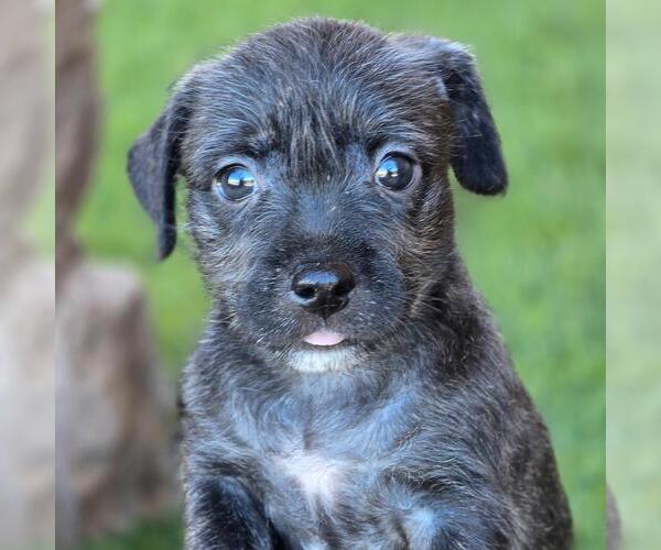 Medium Photo #2 Mutt Puppy For Sale in San Diego, CA, USA