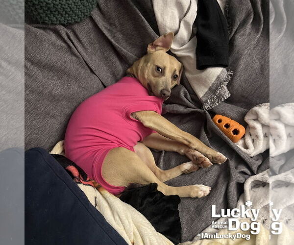 Medium Photo #2 Mutt Puppy For Sale in Washington, DC, USA