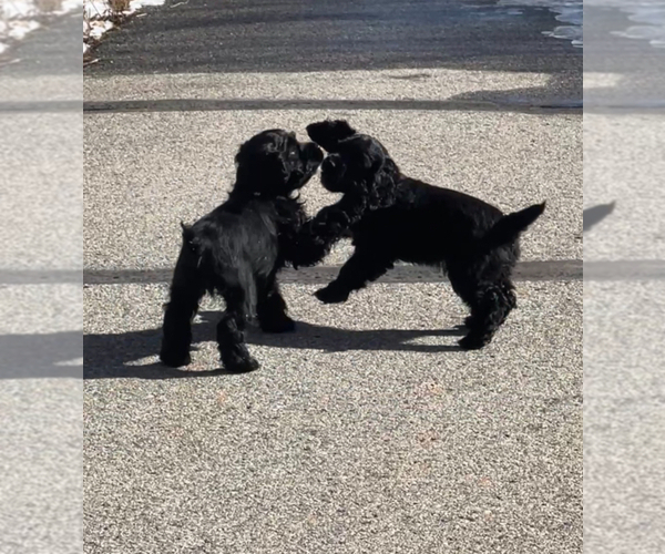 Medium Photo #3 Cocker Spaniel Puppy For Sale in BRECKENRIDGE, CO, USA