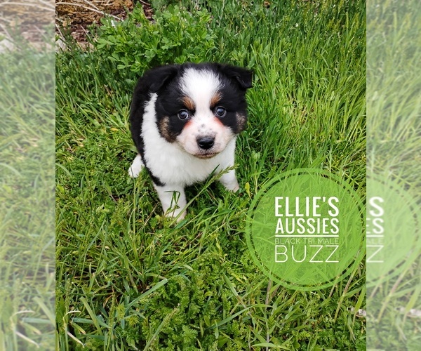 Medium Photo #1 Miniature Australian Shepherd Puppy For Sale in KETTLE FALLS, WA, USA