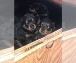 Small Photo #9 Rottweiler Puppy For Sale in ANTIOCH, CA, USA