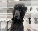 Small Photo #1 Poodle (Standard) Puppy For Sale in OKEECHOBEE, FL, USA