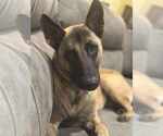 Small #3 Mutt