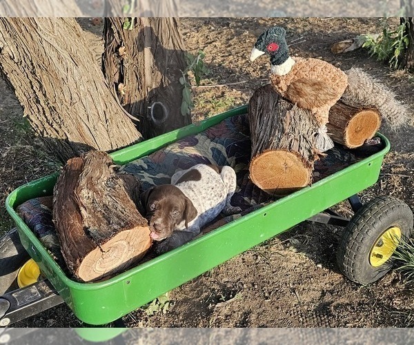 Medium Photo #1 German Shorthaired Pointer Puppy For Sale in EVANSVILLE, WY, USA