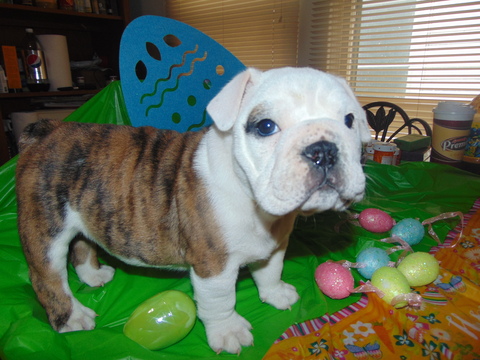 Medium Photo #13 English Bulldogge Puppy For Sale in HAMILTON, OH, USA