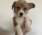 Puppy Male 1 Pembroke Welsh Corgi