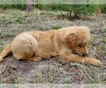 Small #11 Golden Retriever