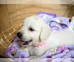 Small #1 English Cream Golden Retriever