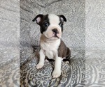 Puppy 1 Boston Terrier
