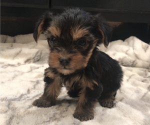 Yorkshire Terrier Puppy for Sale in MOUNT CARMEL, Pennsylvania USA