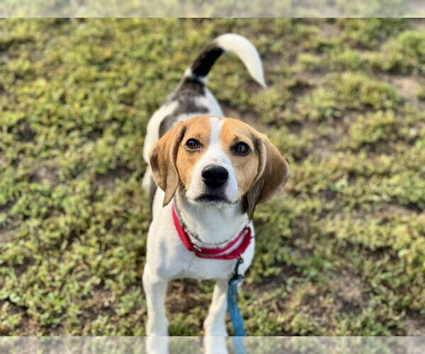 Medium Photo #1 Beagle Puppy For Sale in Gloversville, NY, USA
