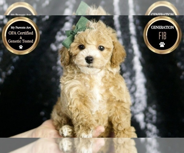 Medium Photo #54 Maltipoo Puppy For Sale in WARSAW, IN, USA