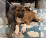 Pumpkin - Female Mutt Dog for Adoption - Small photo
