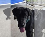 Small Great Dane