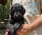 Small Photo #2 Labradoodle Puppy For Sale in BROKEN BOW, OK, USA